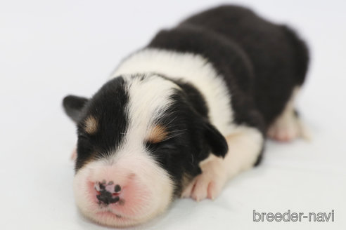 成約済の神奈川県のボーダーコリー-327376の1枚目